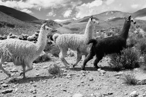 Cachi, Salta, Argentina. 